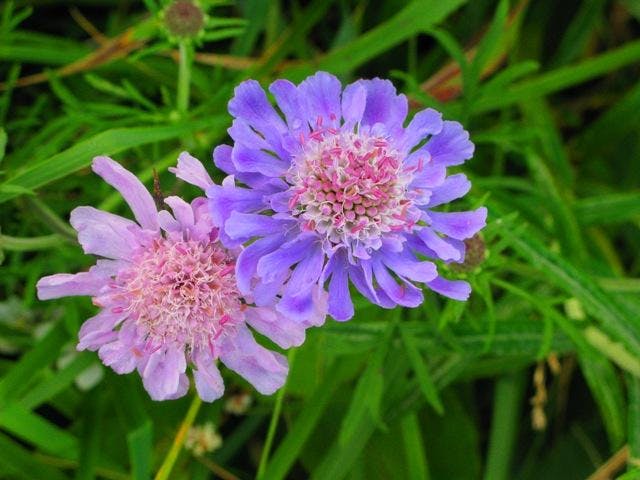 湯の丸高原(池の平)のマツムシソウ