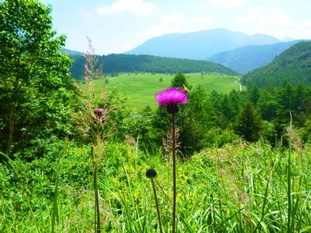 湯の丸高原(池の平)のノアザミ