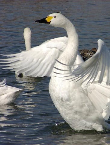 犀川のコハクチョウ