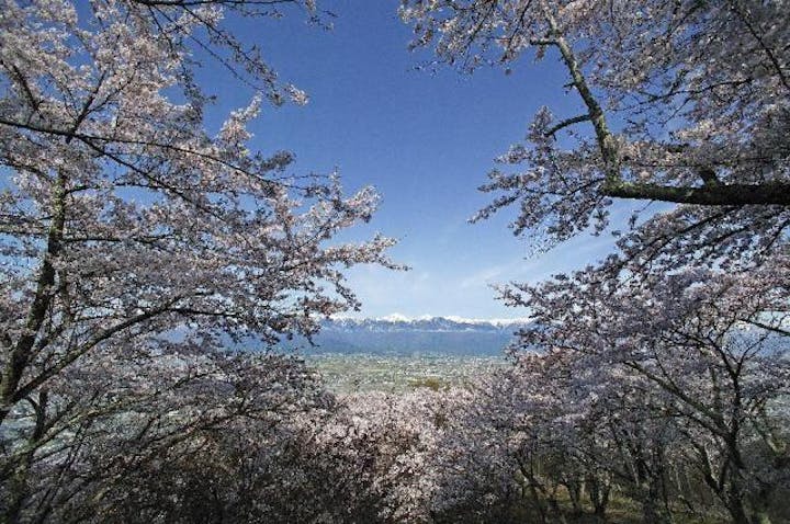 光城山の桜