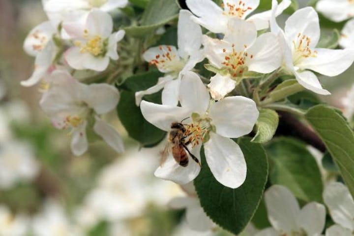 安曇野市三郷・堀金のりんごの花