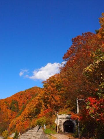 旧国鉄篠ノ井線廃線敷  けやきの森の紅葉