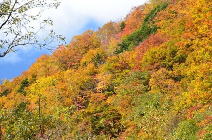 烏川渓谷の紅葉