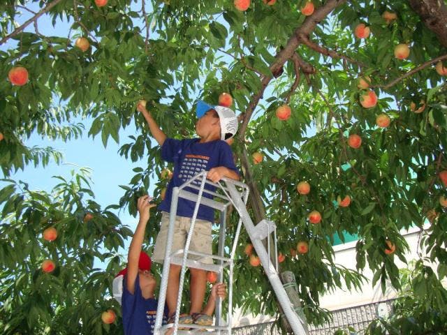 安曇野観光果樹園