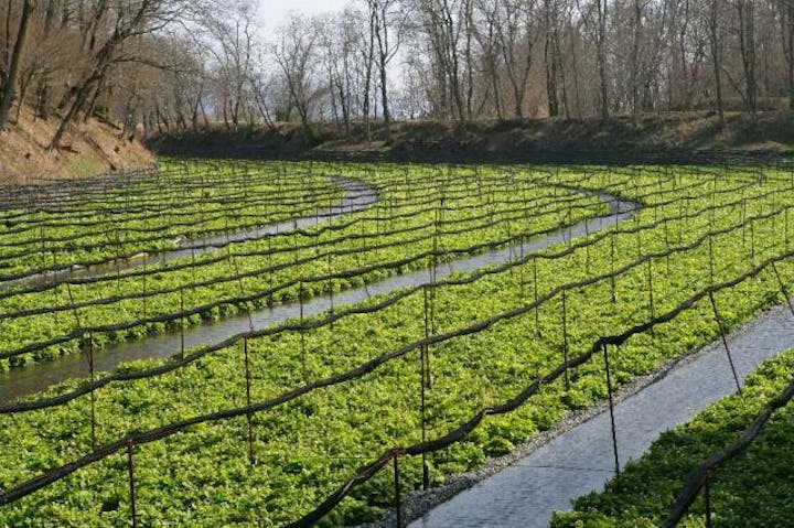 大王わさび農場(大王神社付近)