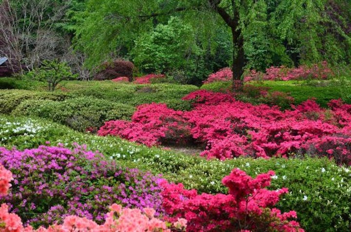 栗尾山満願寺つつじ公園