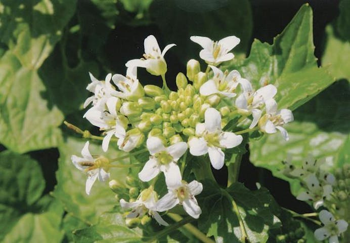 御法田のわさびの花