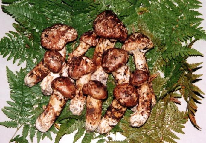 南相木村の松茸