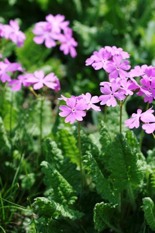 軽井沢町植物園のサクラソウ