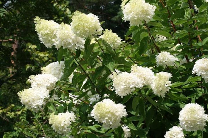 軽井沢町植物園のミナヅキ