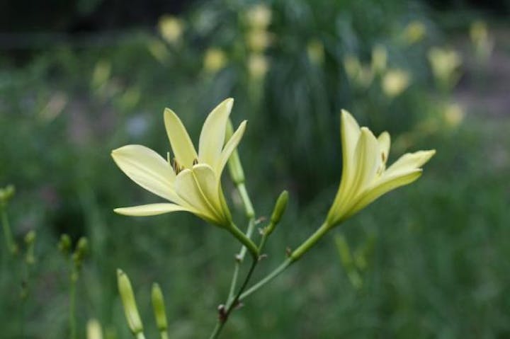 軽井沢町植物園のユウスゲ