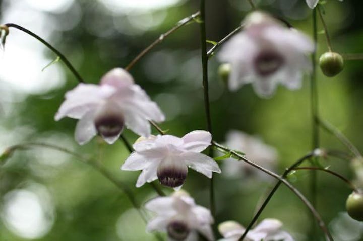 軽井沢町植物園のレンゲショウマ
