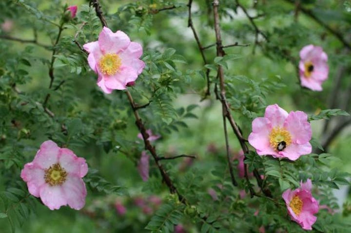軽井沢町植物園のサンショウバラ
