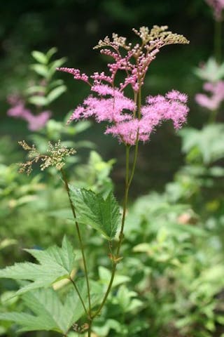 軽井沢町植物園のアカバナシモツケソウ