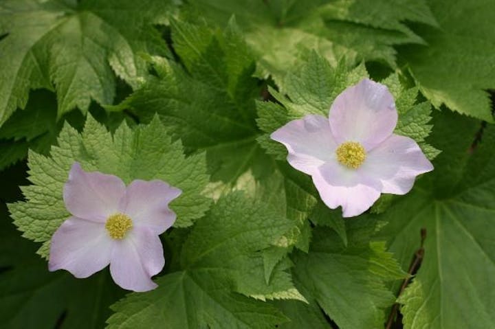 軽井沢町植物園のシラネアオイ