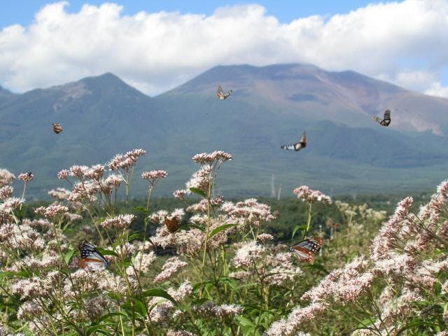 信州みよたクラインガルテン　大星の杜・面替のアサギマダラ