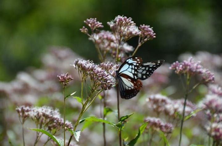 信州みよたクラインガルテン　大星の杜・面替のフジバカマ