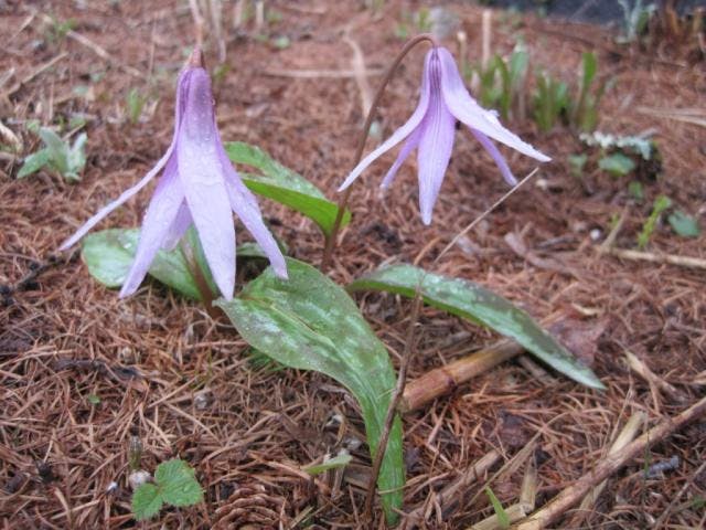 津金寺のカタクリの花