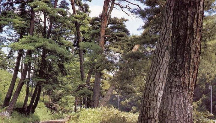 笠取峠の松並木