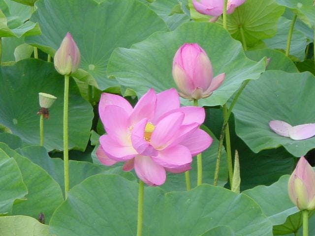 井戸尻遺跡の蓮の花