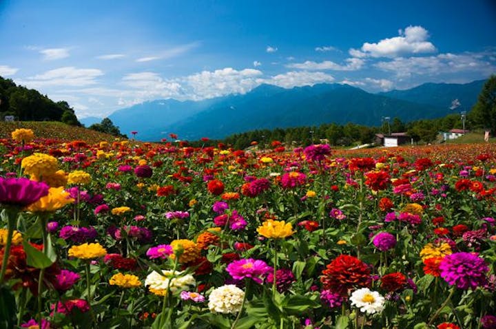 富士見高原花の里