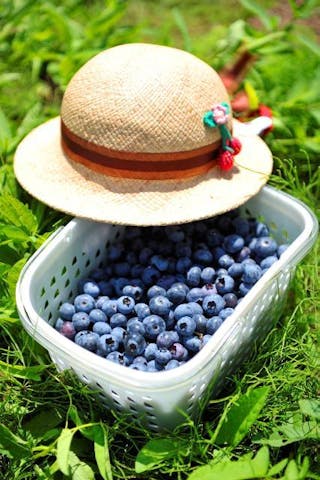 八ヶ岳原村ブルーベリー・カシス農園