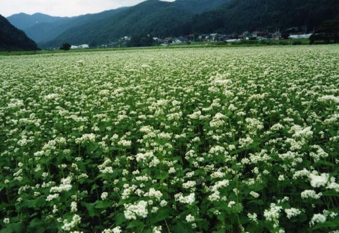 そばの花