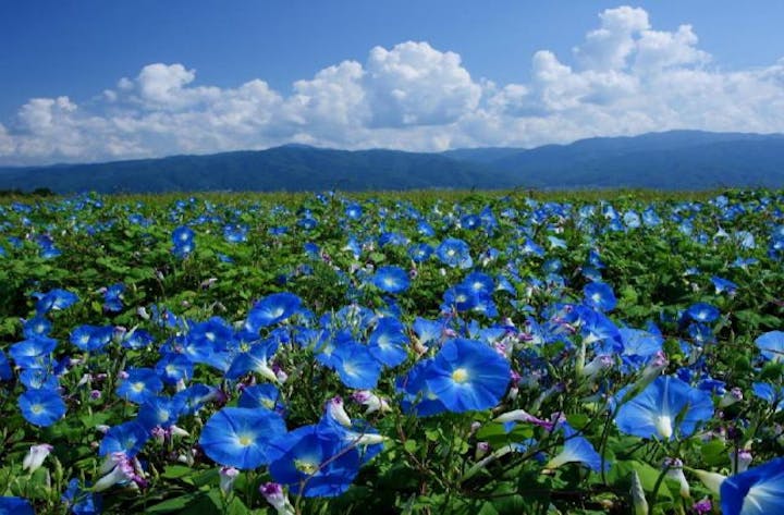 ヘブンリーブルーの花畑