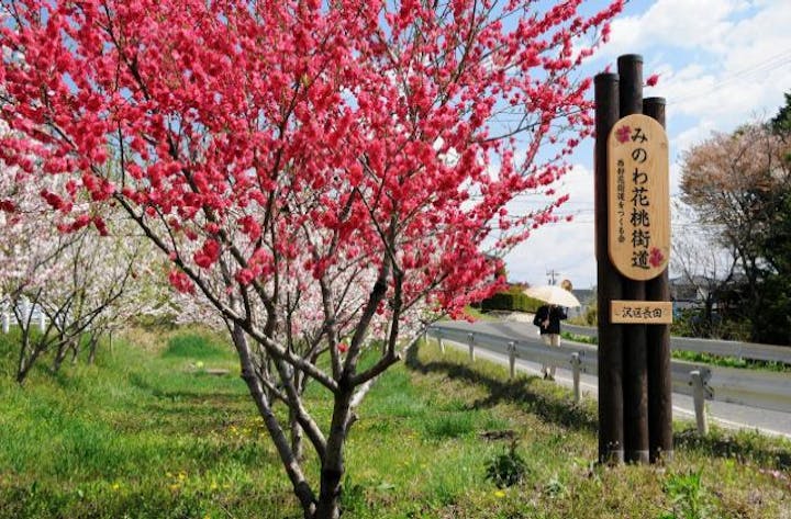 信州みのわ花街道