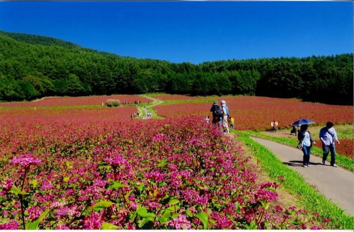 みのわ赤そば花まつり