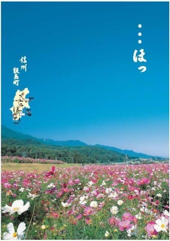 中央アルプス花の里のコスモス