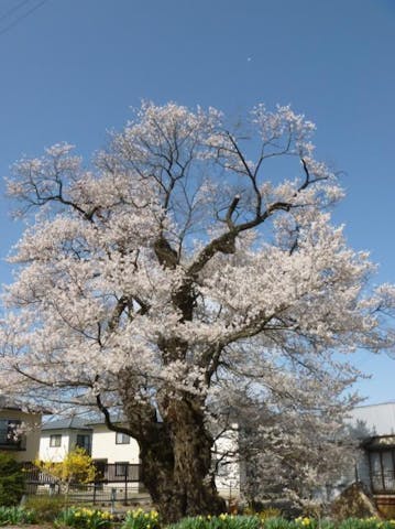 北殿のエドヒガン桜