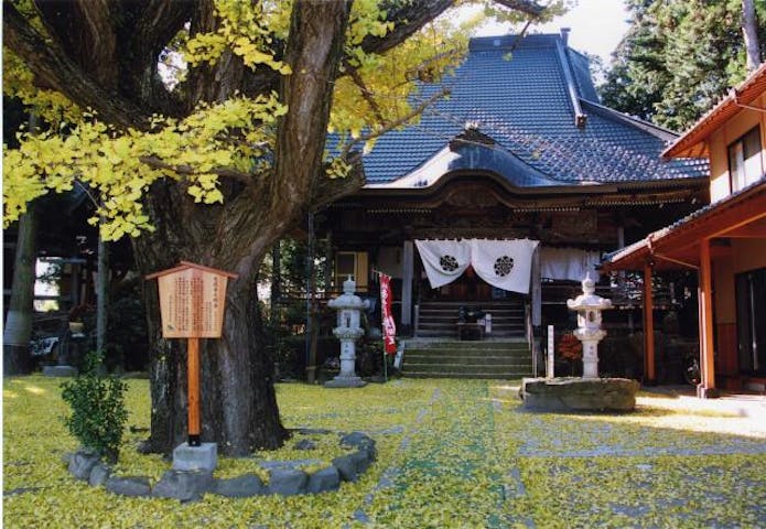 恩徳寺の大イチョウ