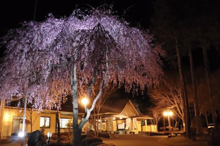 信州大芝高原の桜