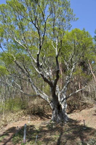 陣馬形山のブナの木