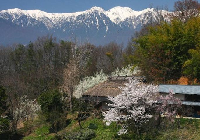 茅葺きの家の桜