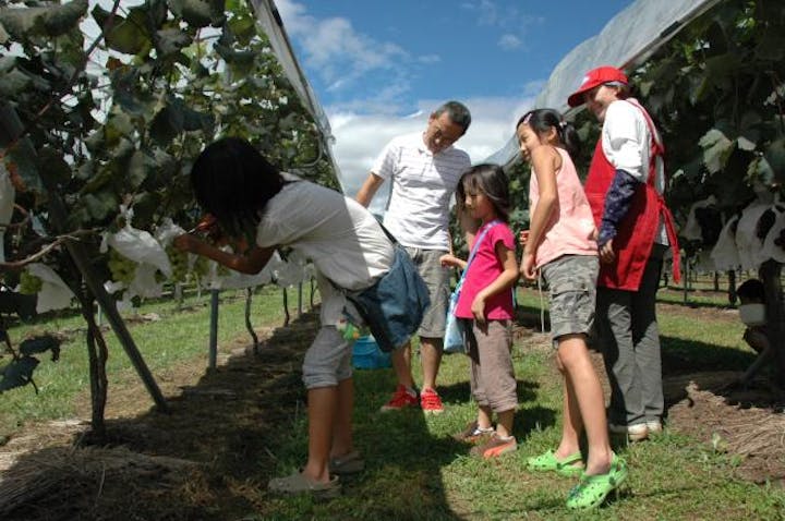西原ぶどう園　ぶどう祭