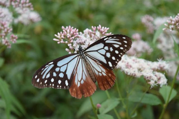 アサギマダラの里フェスティバル