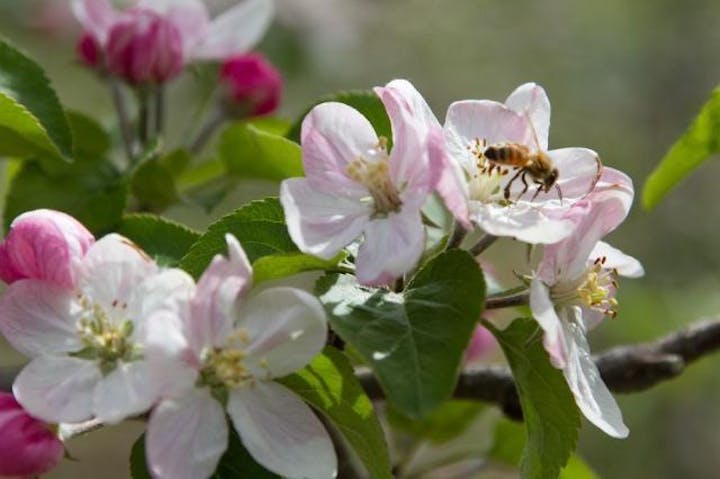 大島のりんごの花