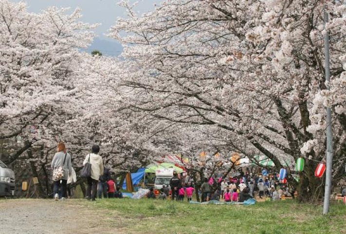 片桐松川の桜
