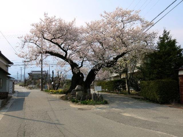 原田の桜