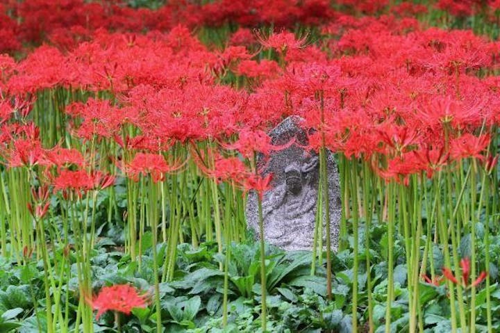嶺岳寺のヒガンバナ