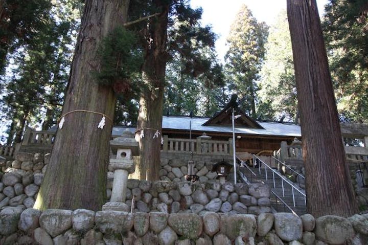 大州七椙神社の千年杉