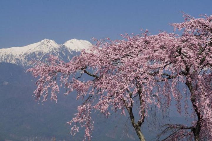 杉野野のしだれ桜（部奈さとやま自然園内）