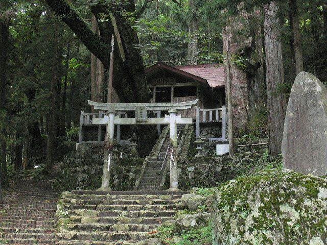 神坂神社の日本杉
