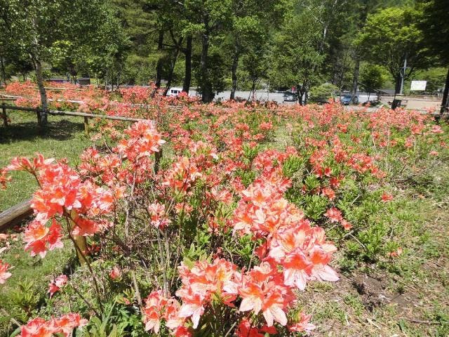 治部坂高原（花）