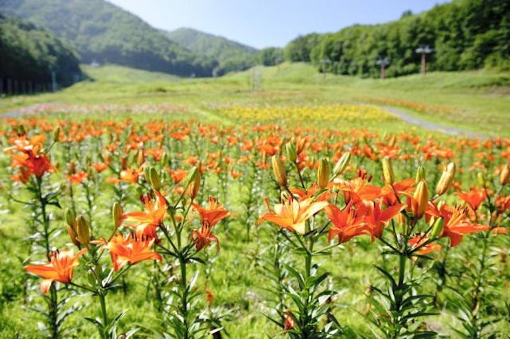 治部坂高原のユリ