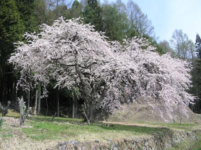 正平桜