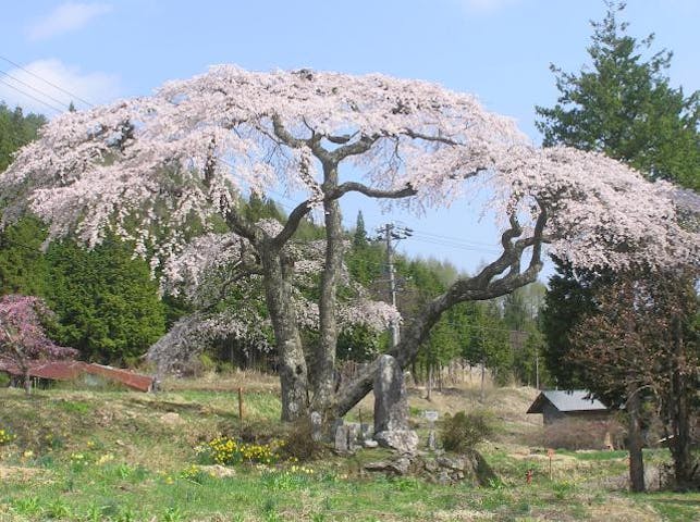 大入りのしだれ桜