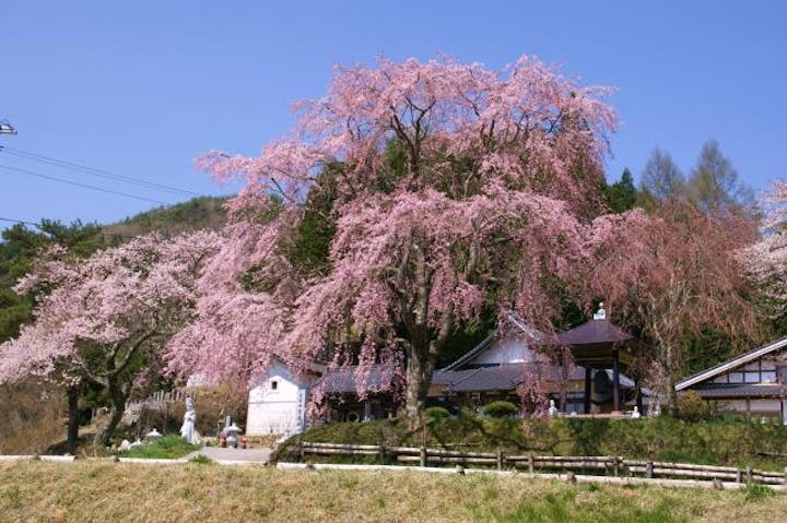 宝蔵寺の桜